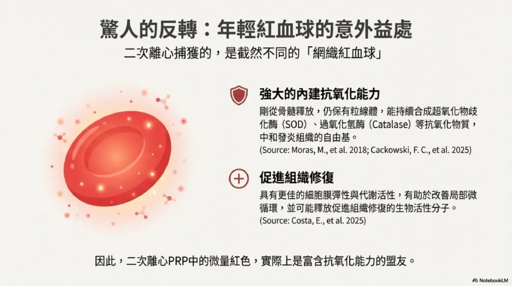 年輕紅血球(Neocytes)的功能性反轉:抗氧化與保護